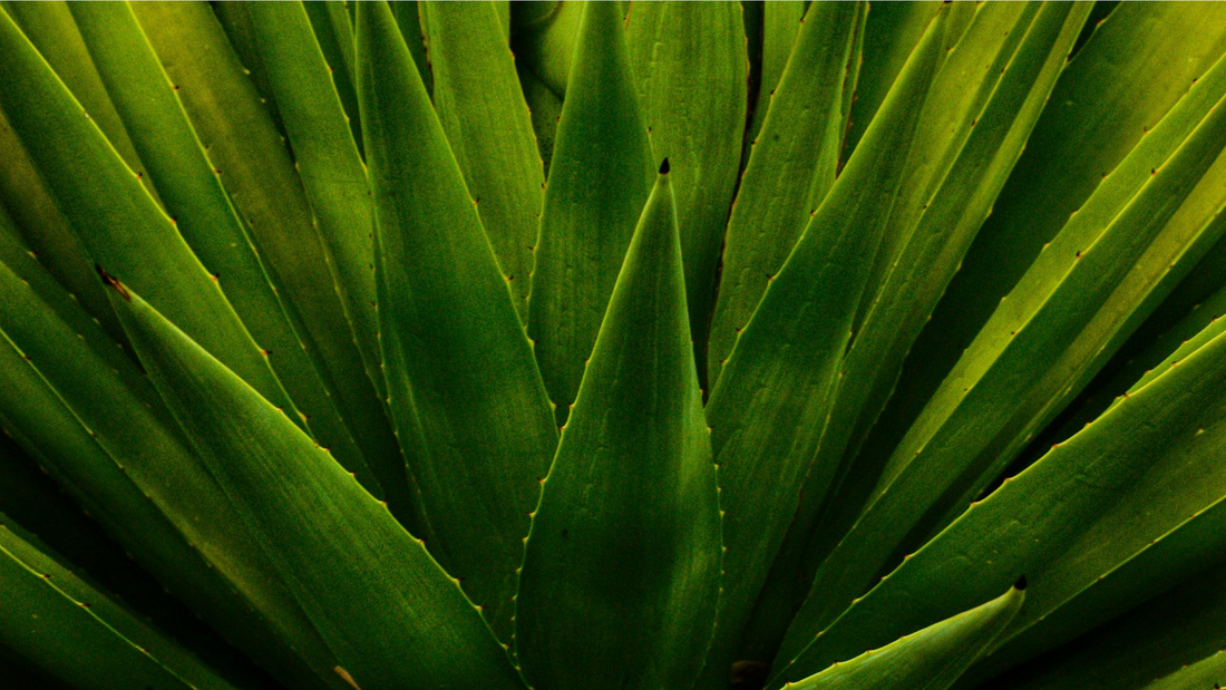 Insanely Clean Men's Skincare