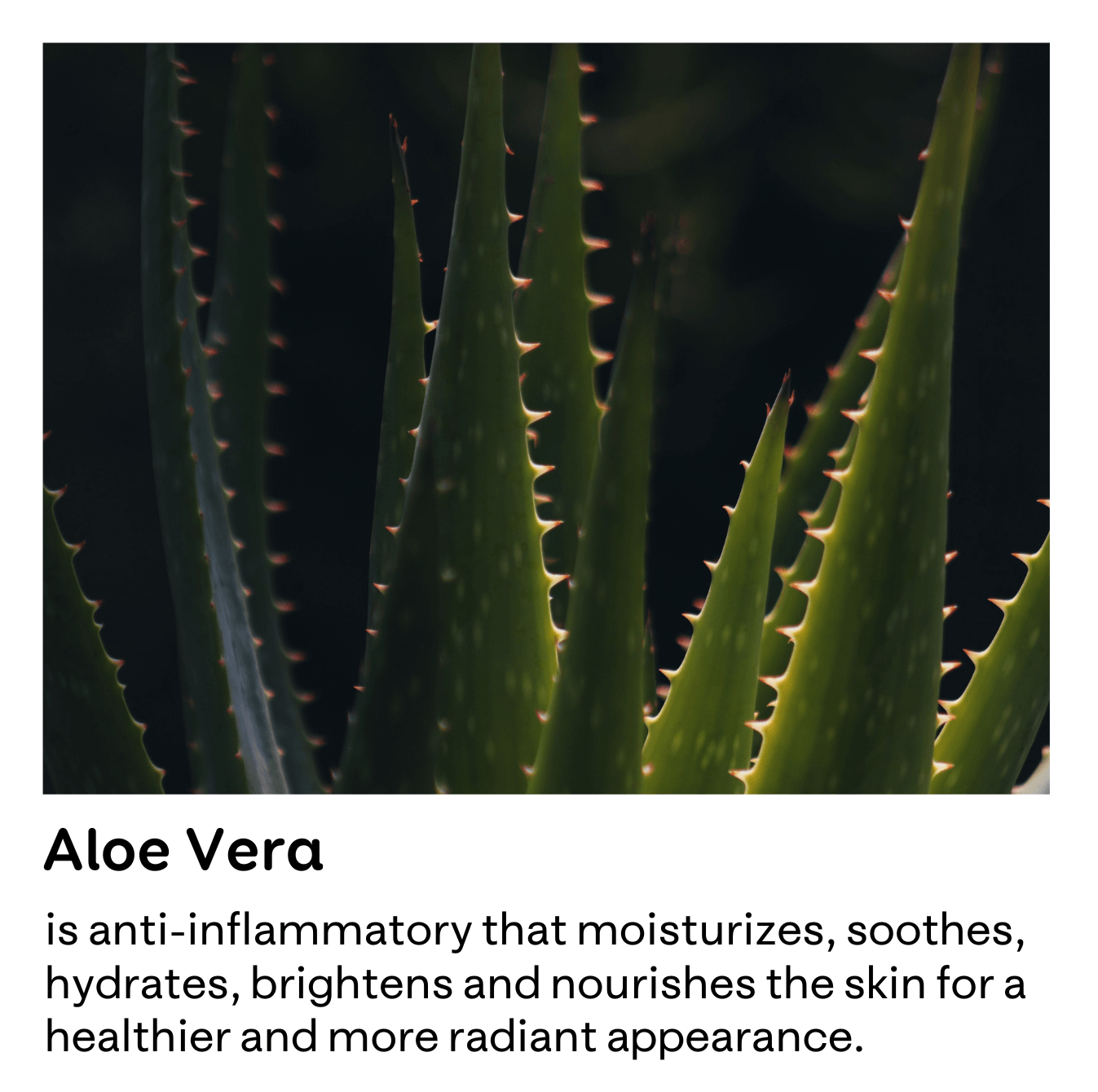 An image of Aloe Vera with information about the benefits that Aloe Vera has on the skin.