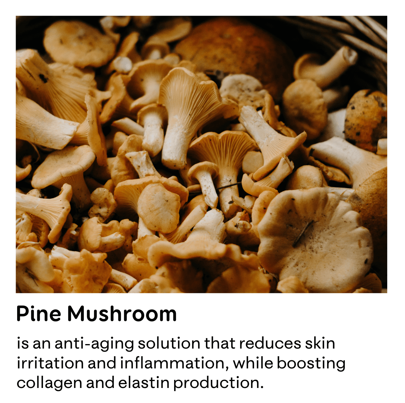 An image of Pine Mushrooms with information about the benefits it has for skincare purposes.